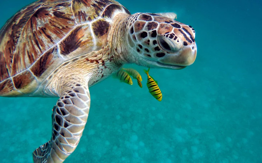 Turtle Spiritual Meaning : What Do They Symbolize in Jewelry?